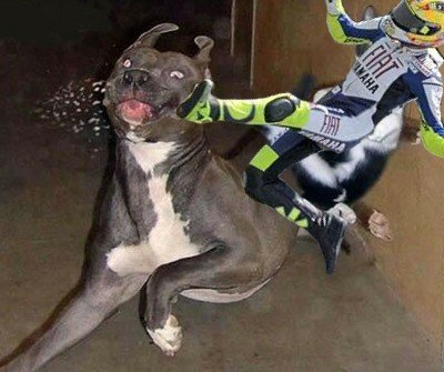 Valentino Rossi VS Doggy