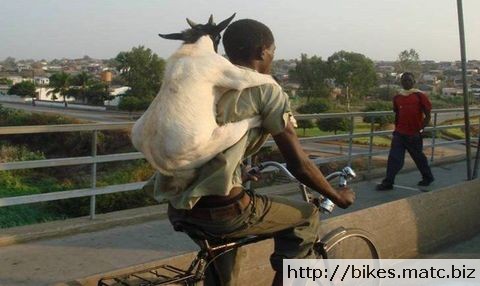 cycliste porte chèvre sur son dos