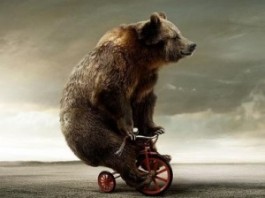 Un ours fait de la moto ours pocket bike