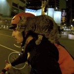 cat bike by night