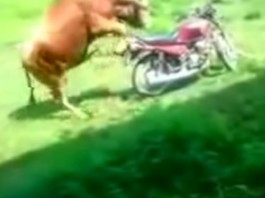 taureau moto