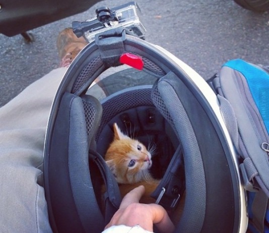 Le motarde (ou plutôt la motarde) aime les chats