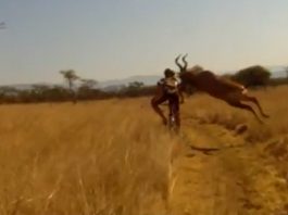 cycliste vs antilope