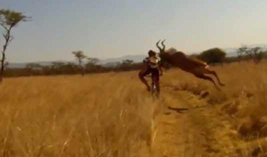 cycliste vs antilope
