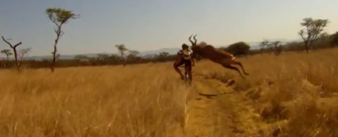 cycliste vs antilope