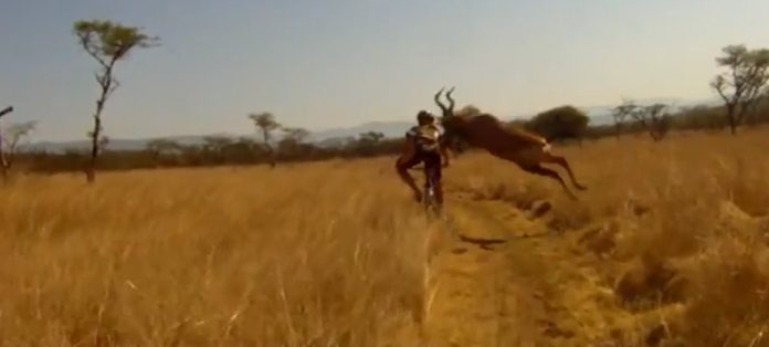 cycliste vs antilope