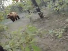 cycliste vs ours