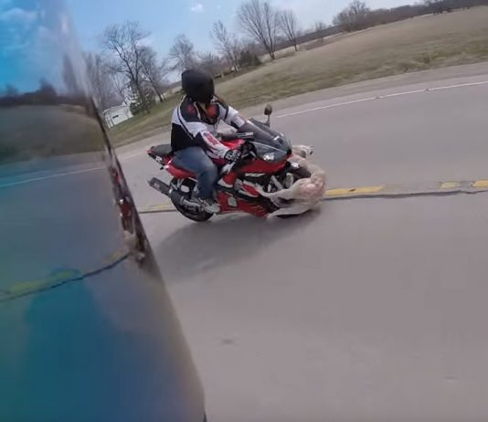 motard percute chien